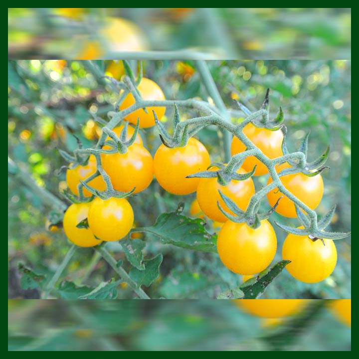 -Cherry Tomato Yellow F1 Hybrid Gold Currant - 20 seeds - MGS1074