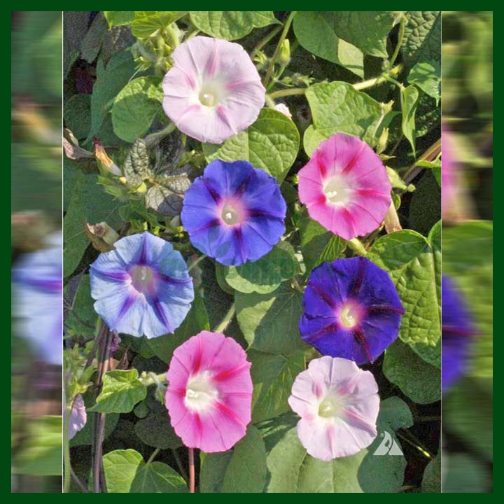 Morning Glory F1 Hybrid Mixed Color - 1 gram seeds
