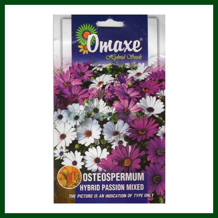 Osteospermum Hybrid Passion Mixed - 10 seeds - Omaxe - Indian