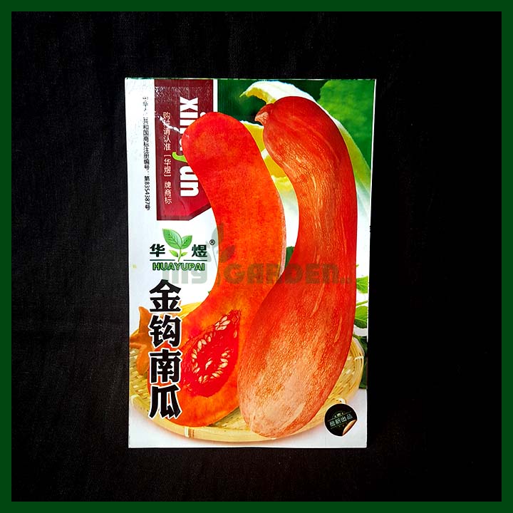 Pumpkin Long - XinGyun - Chinese