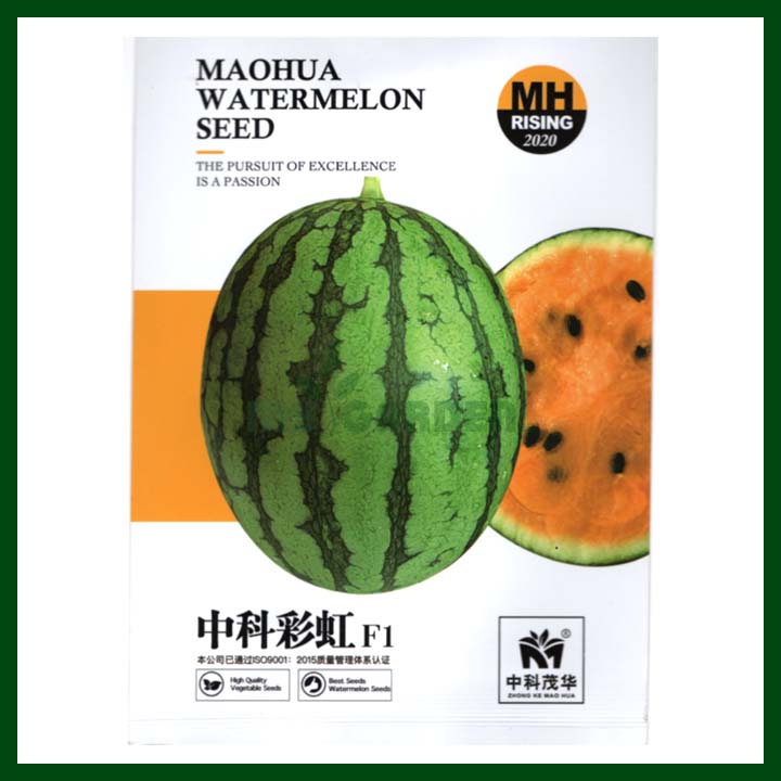 Maohua Orange Watermelon - Zhong Ke Mao Hua - Chinese