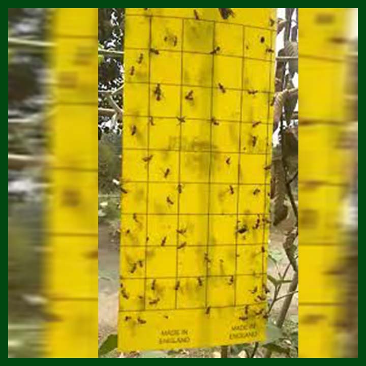 Yellow Sticky Board - Good Quality Insect Trap - 4in X 9.5in - UK