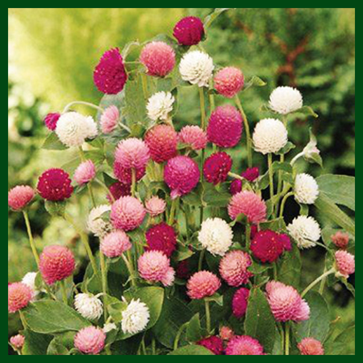 Gomphrena F1 Hybrid Mixed Color - 20 seeds