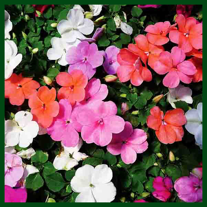 Impatiens F1 Hybrid Mixed Color - 10 seeds