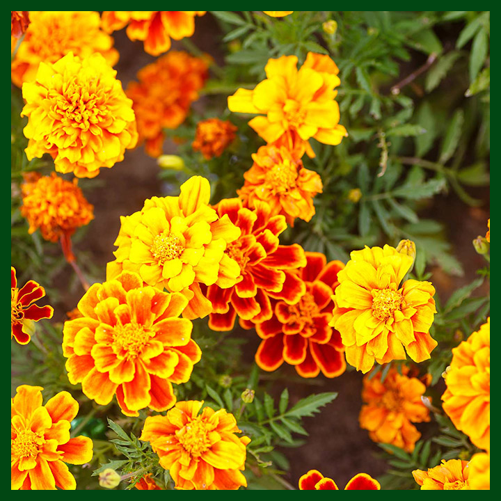 French Marigold F1 Hybrid Mixed Color - 20 seeds