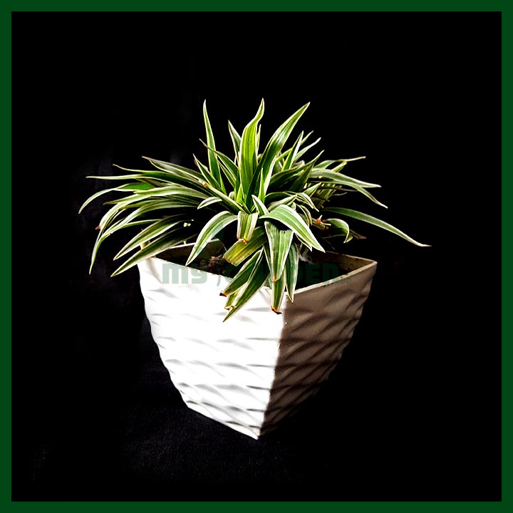 -Spider Plant with pot