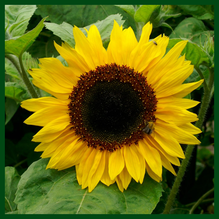 Sunflower F1 Hybrid - 2 gram seeds