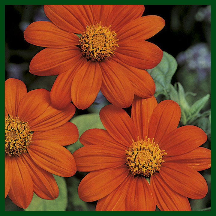 Tithonia F1 Hybrid Mixed Color - 10 seeds