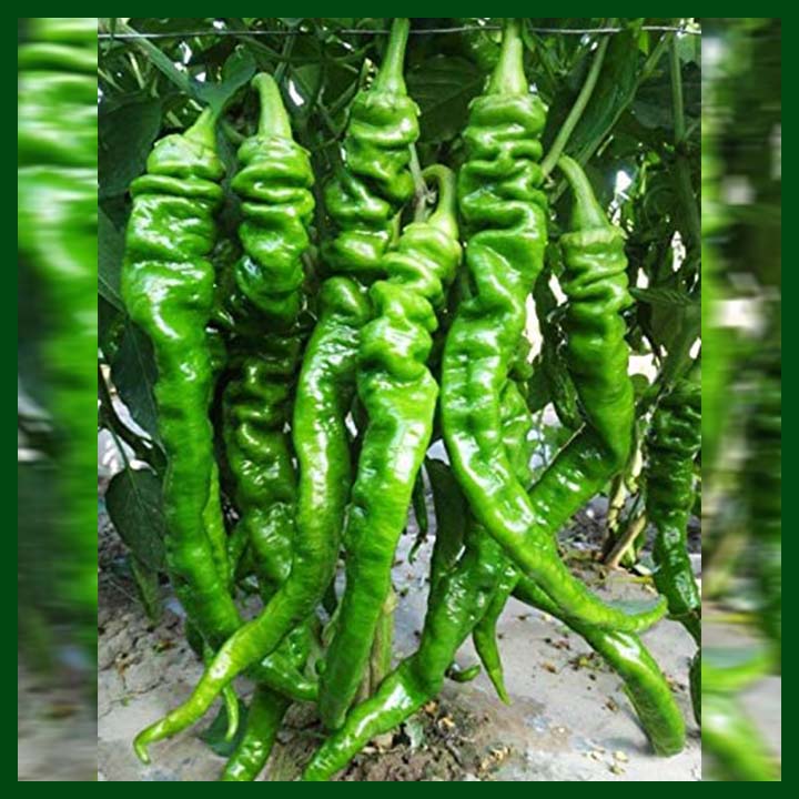 Green Screw Chili - Huajunseed - Chinese