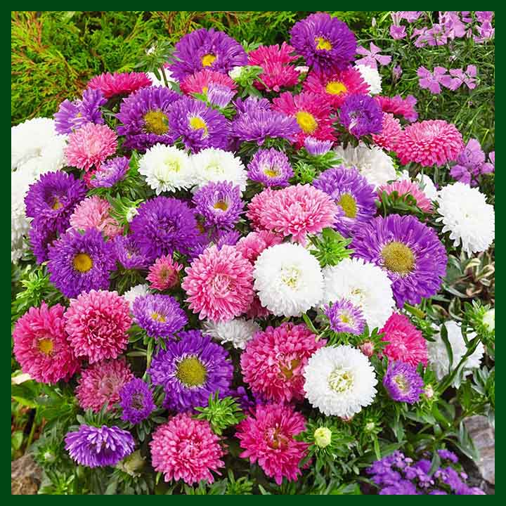 Aster Mixed Color F1 Hybrid - 20 seeds