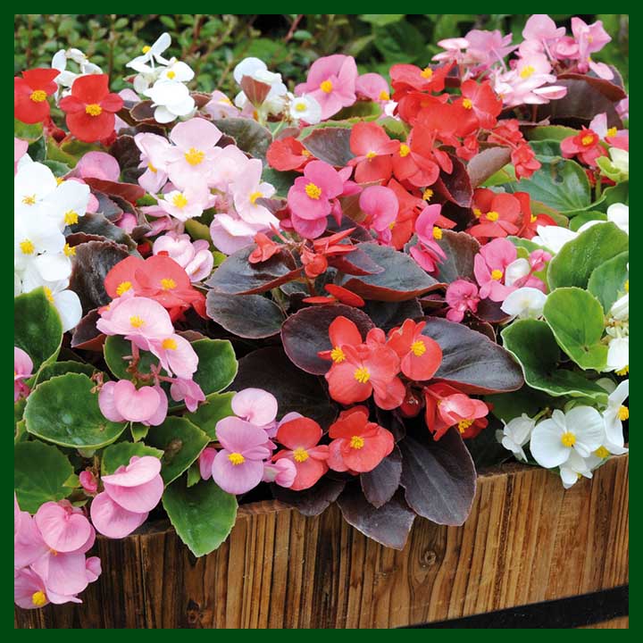 Begonia Mixed Color F1 Hybrid - 20 seeds