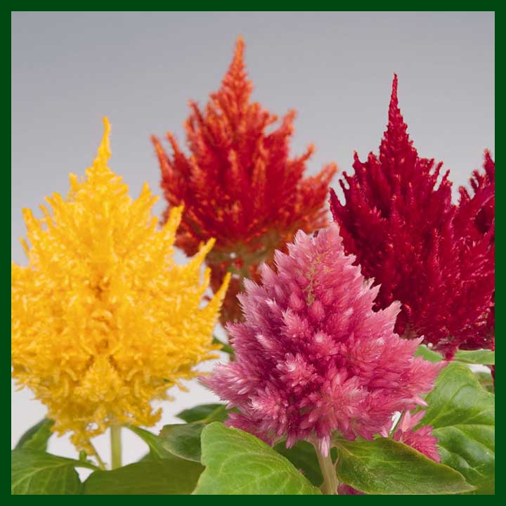 Celosia Mixed Color F1 Hybrid – 20 seeds