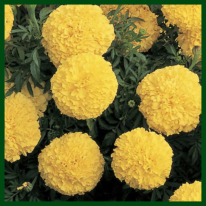 Inca Marigold Yellow F1 Hybrid - 15 seeds