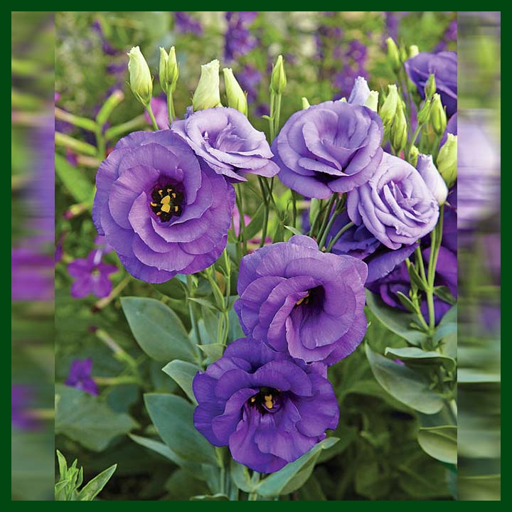 Lisianthus Purple F1 Hybrid - 10 seeds