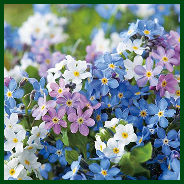 Mysotis (Forget Me Not) Mixed Color F1 Hybrid - 20 seeds