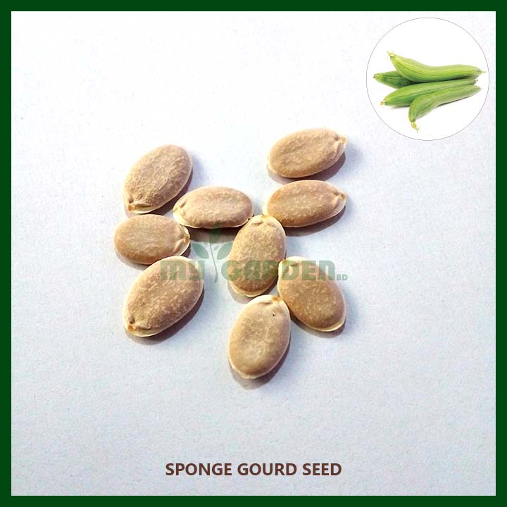 Sponge Gourd F1 Hybrid (Dhundol) - (08 to 10) Seeds