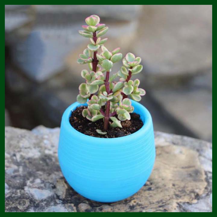Self Watering Pot – Small – 2.75 inch – My Garden Bd