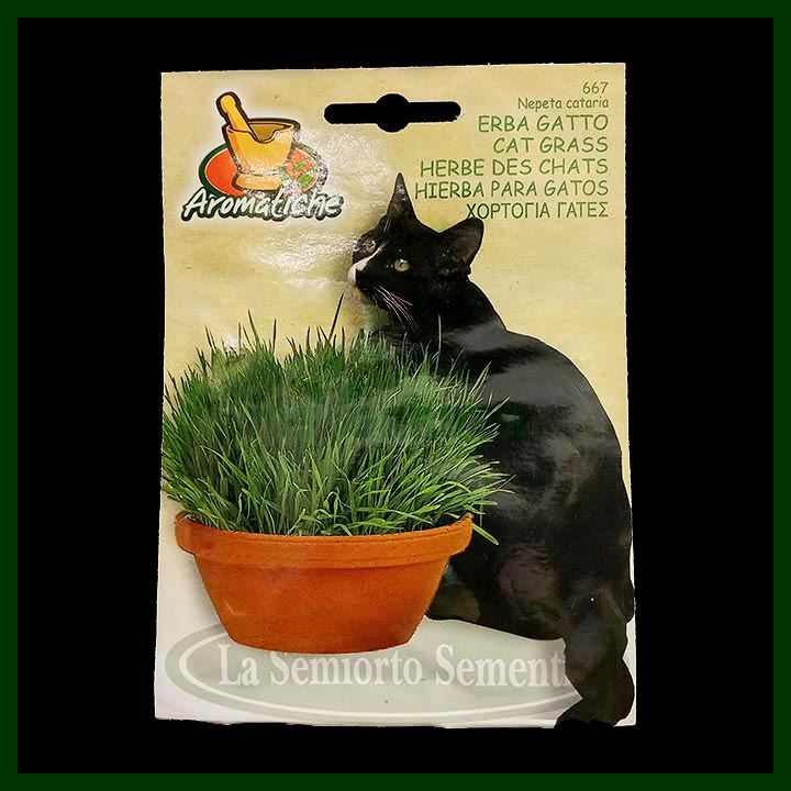 Catgrass Seeds - Italian