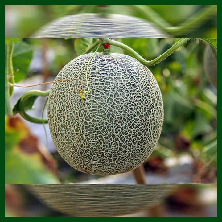 Rock Melon Madhurima F1 Hybrid - 250 to 275 Seeds - Commercial Pack